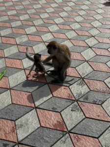 Batu Cave Monkeys